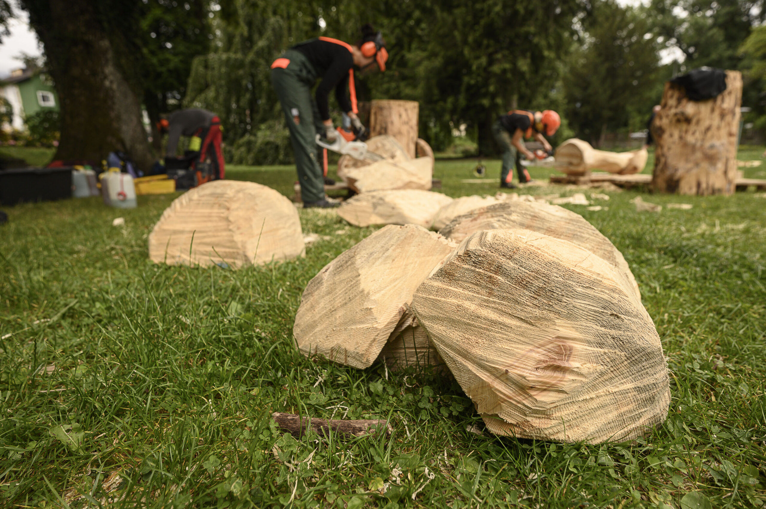 Holz erleben - Momo sehen